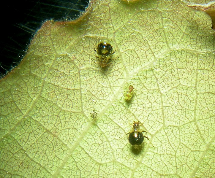 afide pioppo - Chaitophorus cf leucomelas